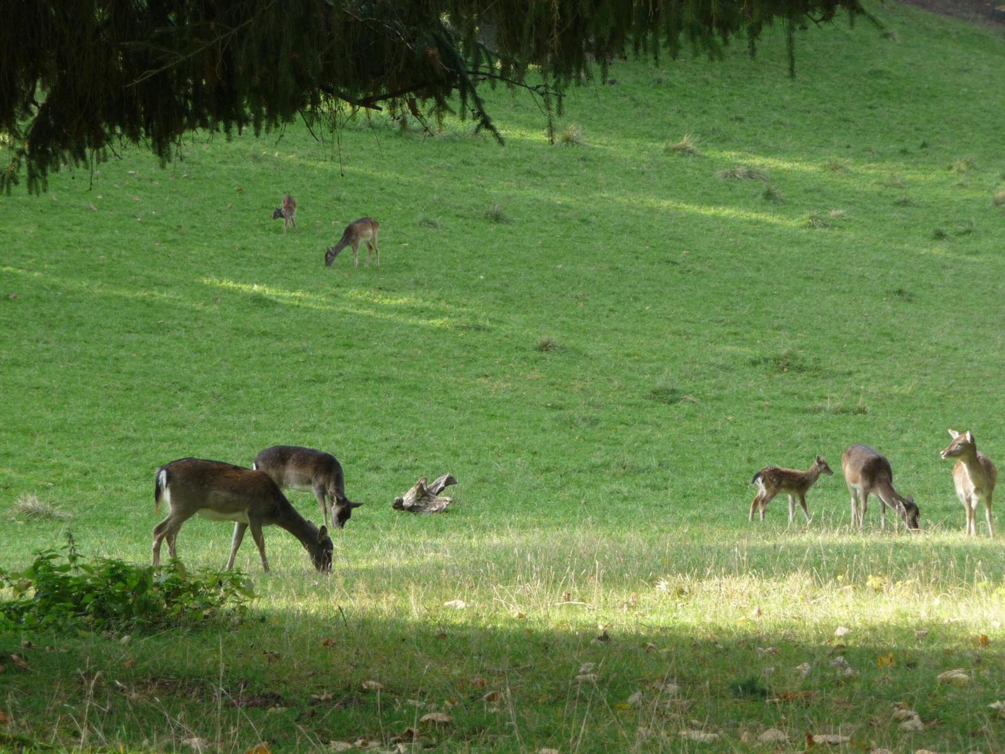 Zum Roten Hirsch Im Gruenen Wald Saalfeld Saale Esterno foto